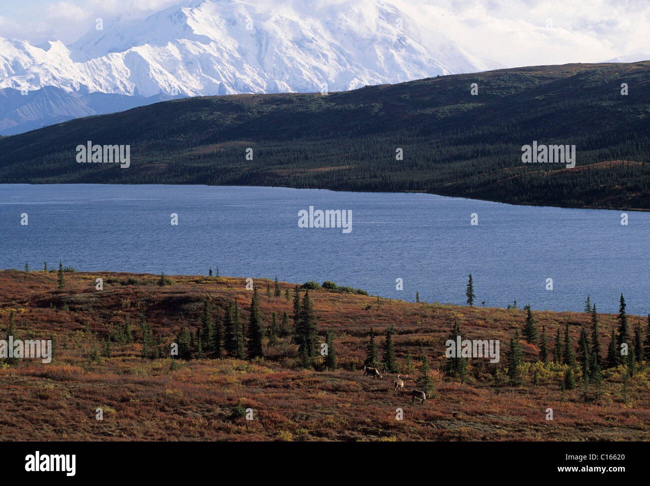 Stier, Caribou, Denali-Nationalpark, Mount McKinley, Mt. McKinley, Alaska Stockfoto