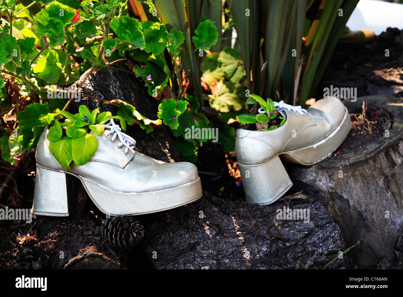 Gold-Plattform Stiefel als Pflanzer Stockfoto