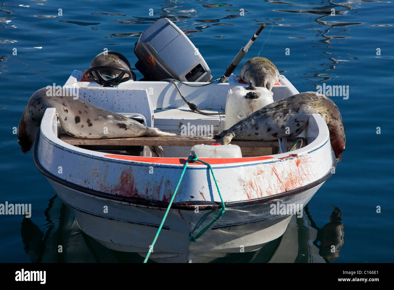 Sattelrobben erschossen (Pagophilus Groenlandicus / Phoca Groenlandica) in Inuit Jäger Motorboot, Uummannaq, Grönland Stockfoto