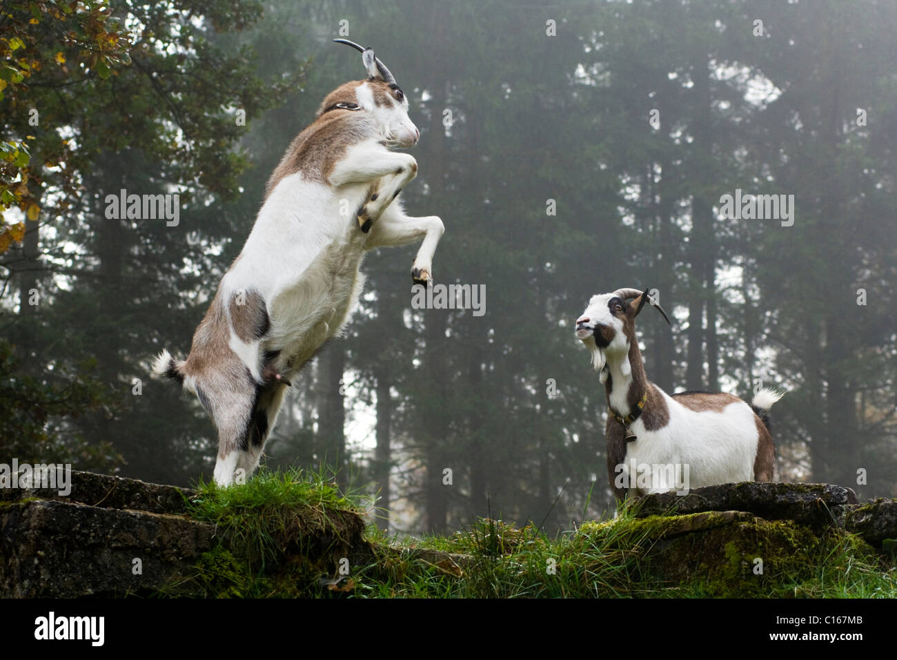 Hausziegen (Capra Hircus Hircus) steigen und gegeneinander kämpfen auf einem Berg Weide, Nord-Tirol, Österreich, Europa Stockfoto