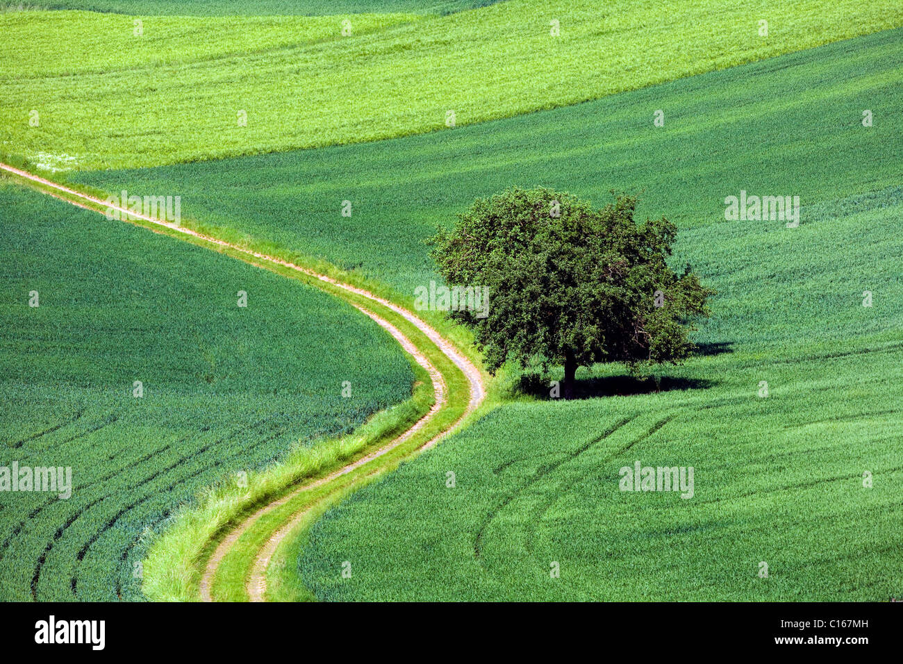 Idyllische Landschaft mit Landwirtschaft und einer Landstrasse, Hessen, Deutschland, Europa Stockfoto