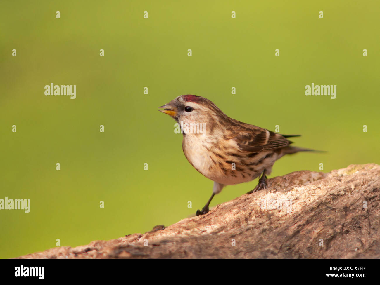 Geringerer Redpoll (Zuchtjahr Cabaret) thront Stockfoto