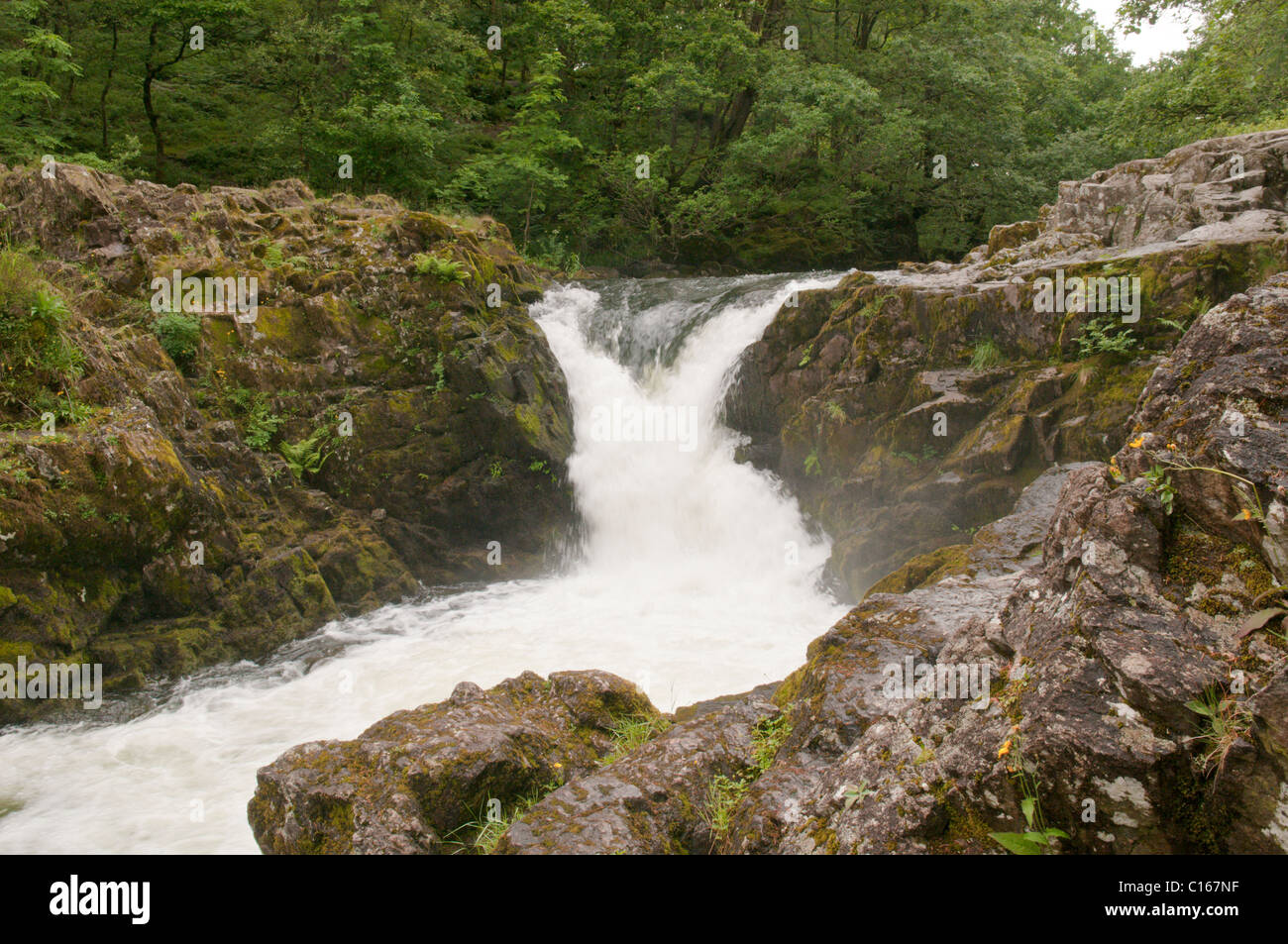 Skelwith Kraft, Fluß Brathay. Cumbria, UK. Juni. Stockfoto
