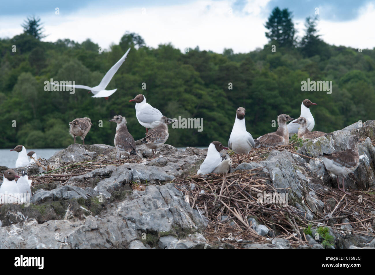 Schwarzkopfmöwe, Larus ridibundus, Nesting-Kolonie auf kleiner Insel am Lake Windermere, Cumbria, Vereinigtes Königreich. Mai. Stockfoto
