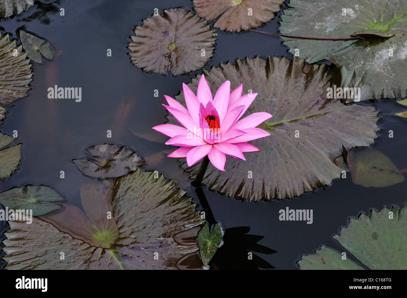 Blauer Lotus, Heilige Lotus (Nelumbo Nucifera), in der Nähe von Mengwi, Bali, Indonesien, Süd-Ost Asien Stockfoto