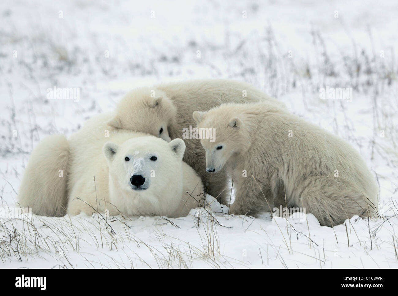 Polar Bärin mit jungen. Stockfoto