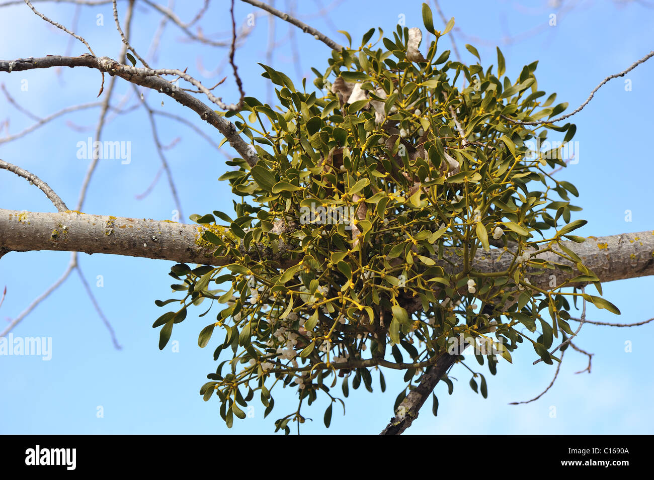 Europäische Mistel (Viscum Album) Hemi-parasitäre Strauch wächst auf Zweigen von einer Pappel im Winter - Vaucluse - Provence - Frankreich Stockfoto