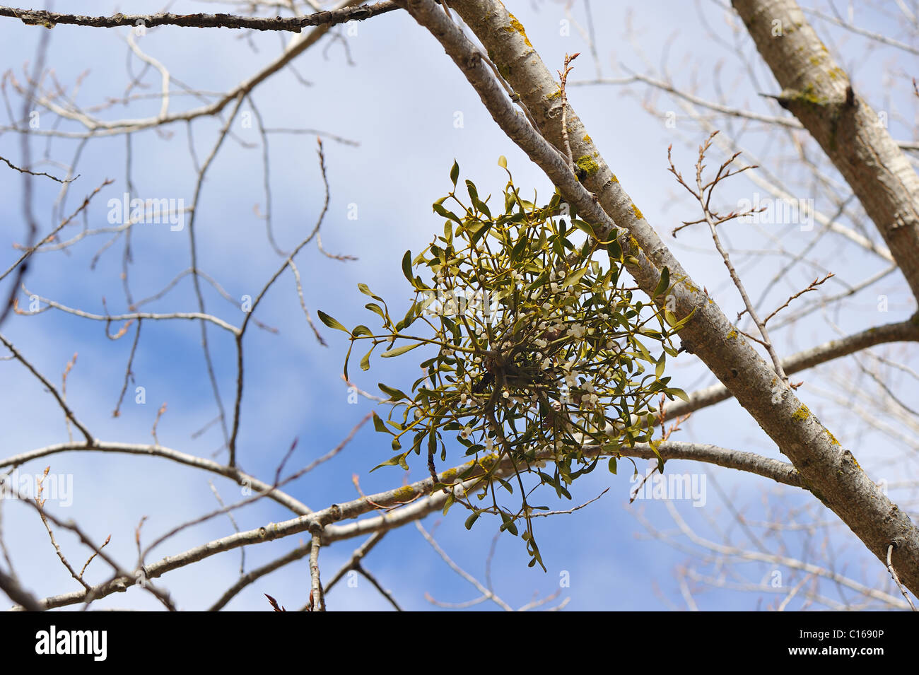 Europäische Mistel (Viscum Album) Hemi-parasitäre Strauch wächst auf Zweigen von einer Pappel im Winter - Vaucluse - Provence - Frankreich Stockfoto