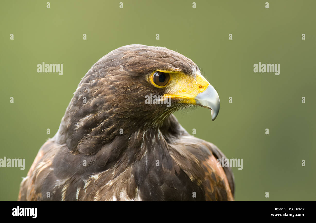 Harris Hawk Stockfoto