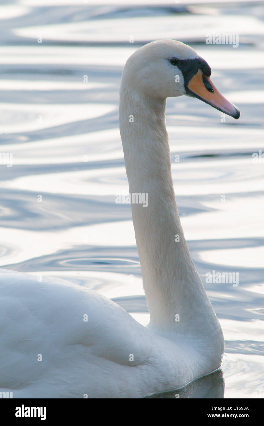 Höckerschwan (Cygnus Olor). Lake Windermere, Cumbria, UK. Juni. Stockfoto