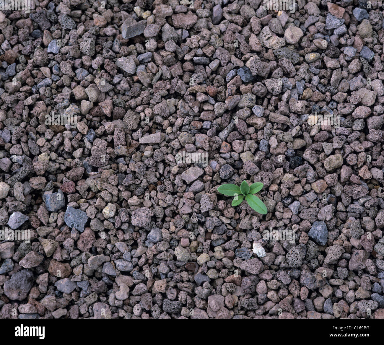 Einsame grüne Pflanze wächst aus magmatischen Gestein Stockfoto