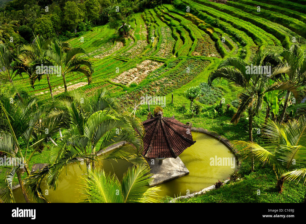Reis-Terrassen und Garten in der Nähe von Rendang, Bali, Indonesien Stockfoto