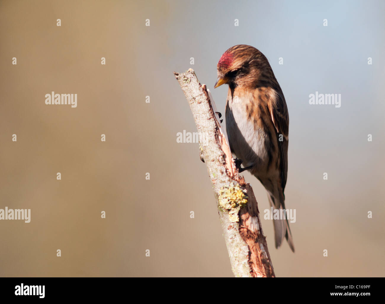 Geringerer Redpoll (Zuchtjahr Cabaret) thront auf Zweig Stockfoto