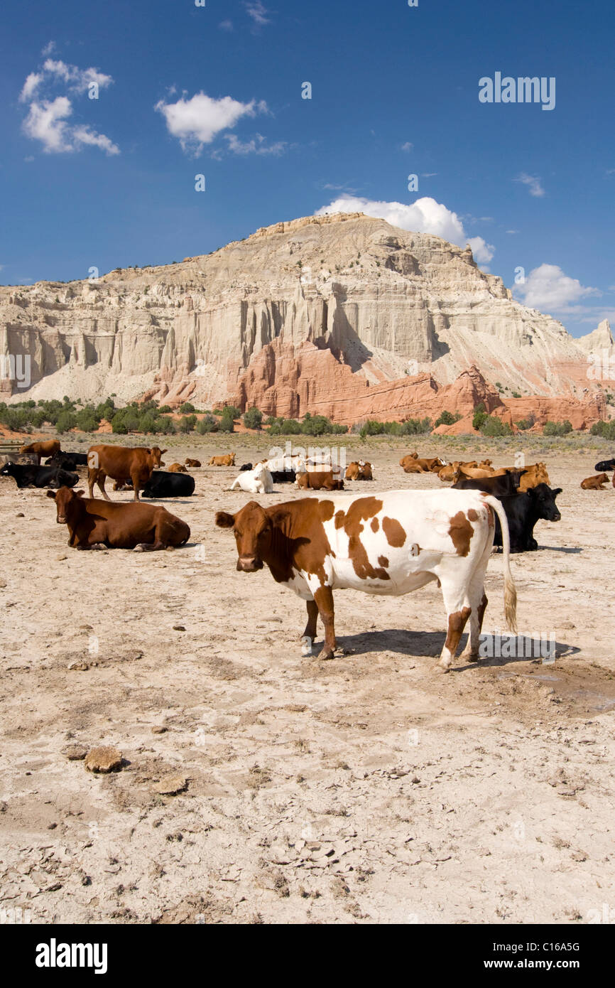 Herde der Kühe vor die Felsformationen der Kodachrome Basin State Park, Utah, USA, Nordamerika Stockfoto