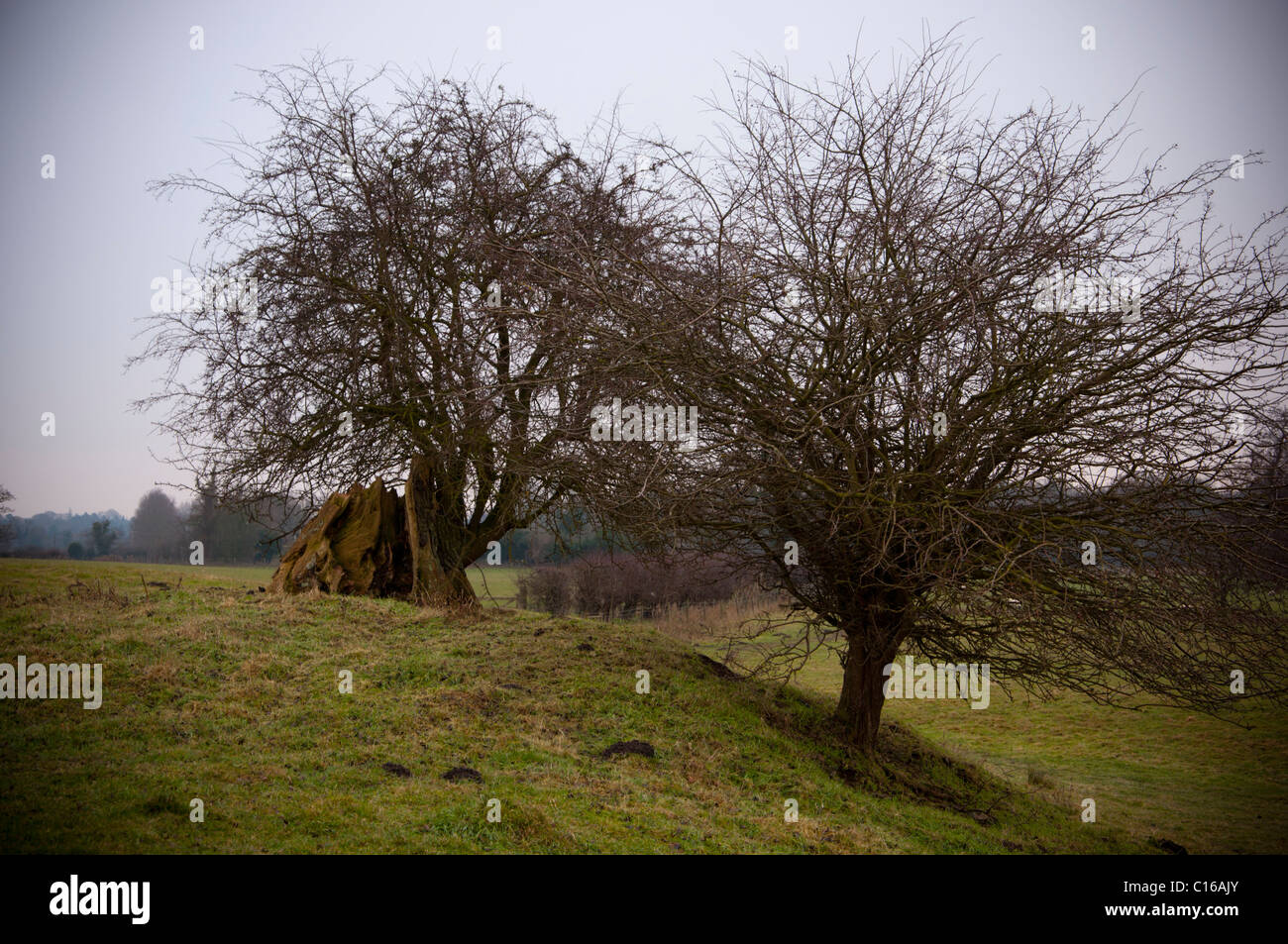 Kleiner Strauch wächst aus dem Stumpf des alten Baumes bei Caistor St. Edmund Roman Town, Venta Icenorum in Norfolk Vereinigtes Königreich Stockfoto