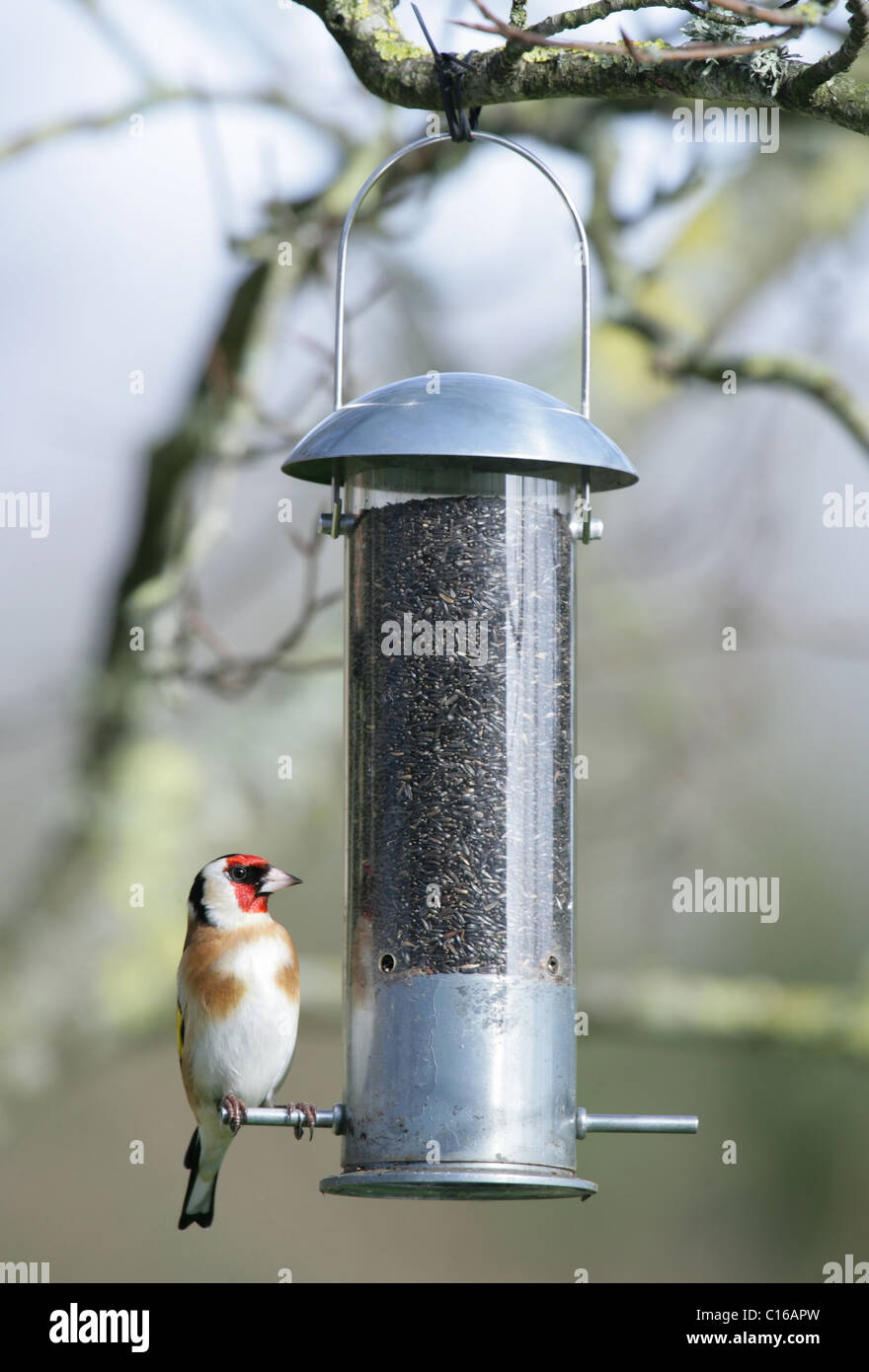 Stieglitz Zuchtjahr Zuchtjahr Single adult ruht auf Niger Samen Feeder UK Stockfoto