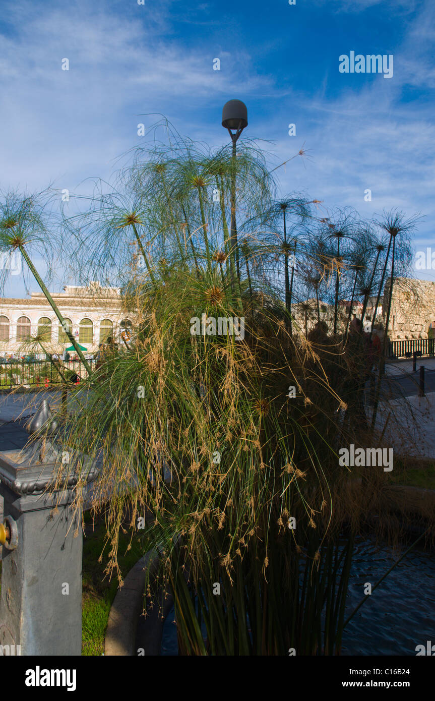 Papyrus Papierfabrik (Cyperus Papyrus) Ortygia Insel Syrakus Sizilien Italien Europa Stockfoto