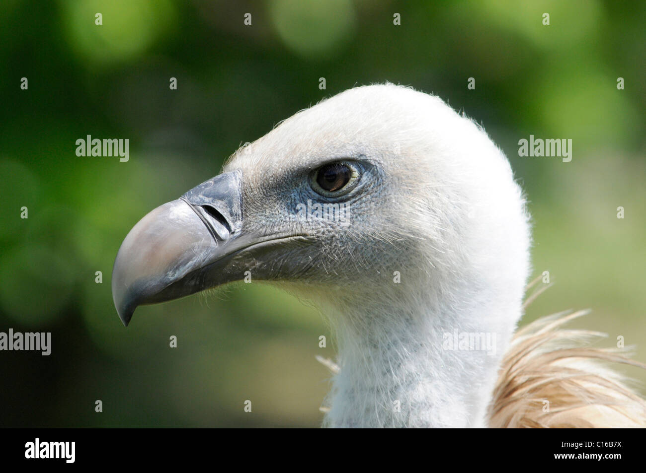 Gänsegeier oder eurasische Gänsegeier (abgeschottet Fulvus), Zoo, Saarland, Deutschland, Europa Stockfoto