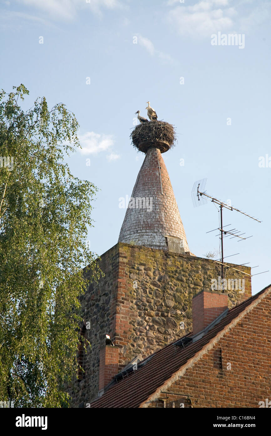 Drei junge Weißstörche (Ciconia Ciconia) im Nest, Altlandsberg, Brandenburg, Deutschland, Europa Stockfoto