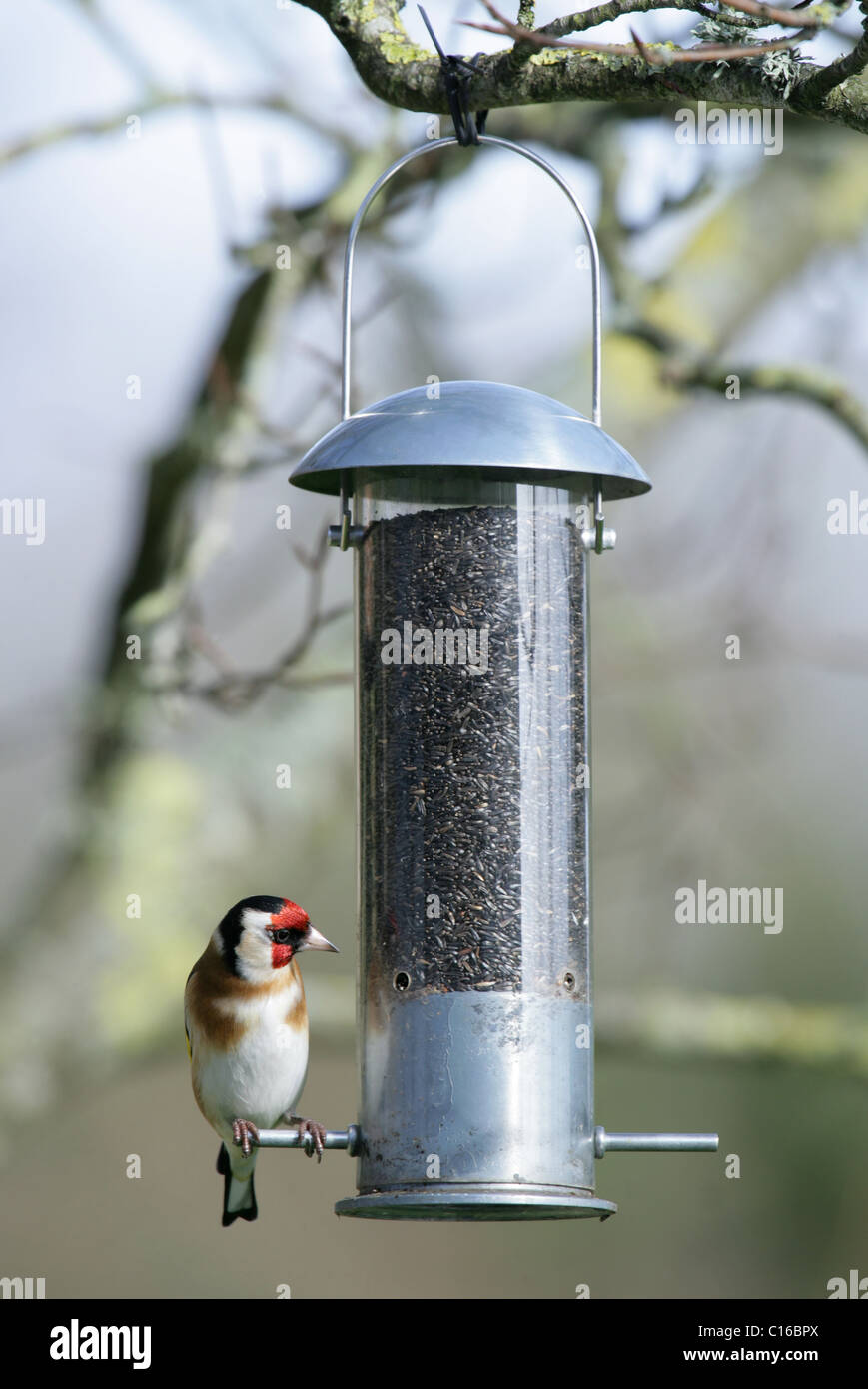 Stieglitz Zuchtjahr Zuchtjahr Single adult ruht auf Niger Samen Feeder UK Stockfoto