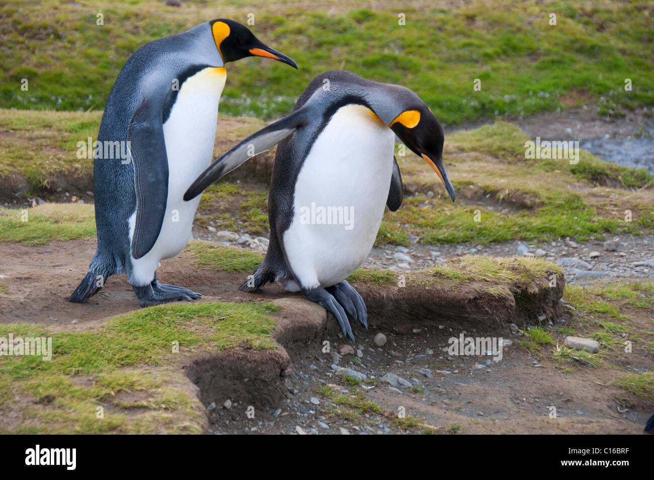 Diese Königspinguin zu zweit Schritten vorsichtig über unebenen Boden in ihrer Kolonie in der Fortuna Bay, South Georgia Island, Antarktis. Stockfoto