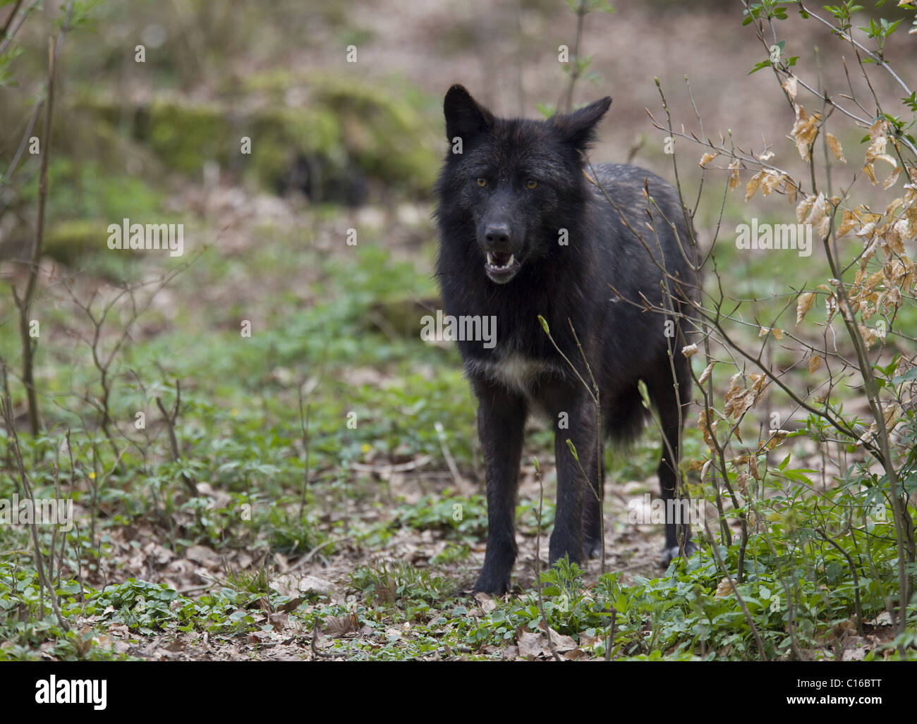 Timberwolf Stockfoto