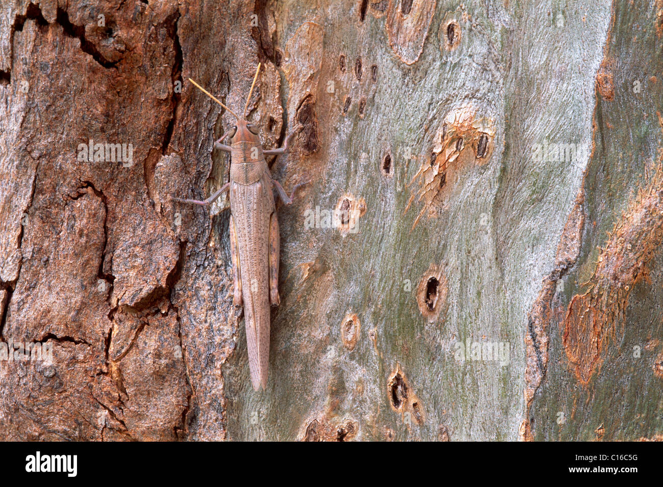 Heuschrecke (Saltatoria) sitzen getarnt auf der Rinde eines Baumes von Eukalyptus (Eukalyptus), Northern Territory, Australien Stockfoto