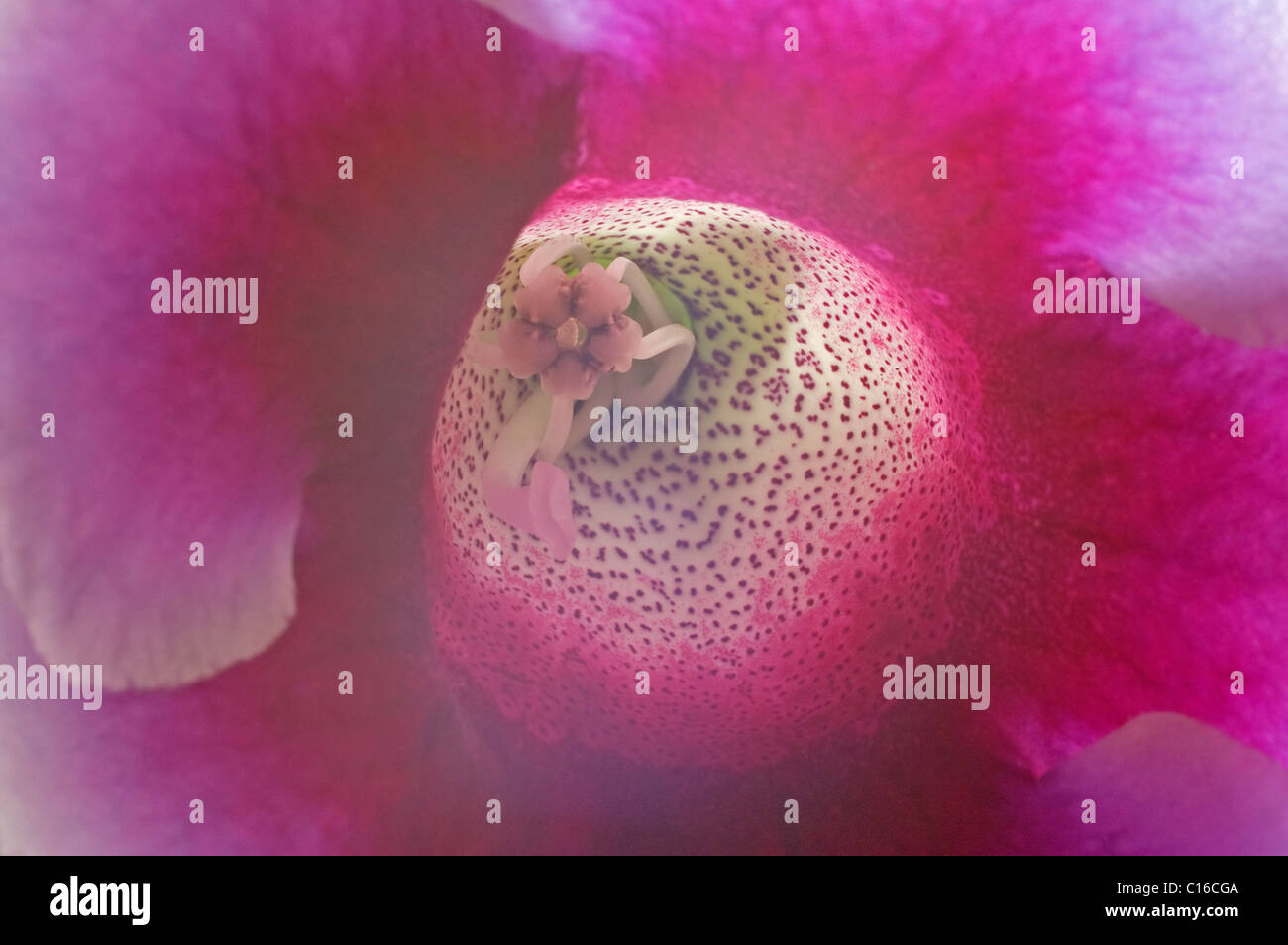 Gloxinia (Sinningia Speciosa). Stockfoto