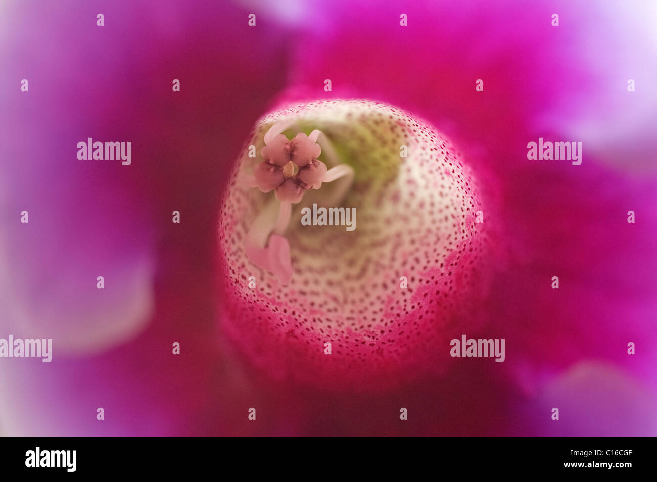 Gloxinia (Sinningia Speciosa) Stockfoto