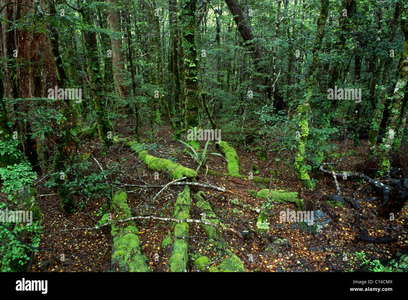 Regenwald, Südinsel, Neuseeland Stockfoto