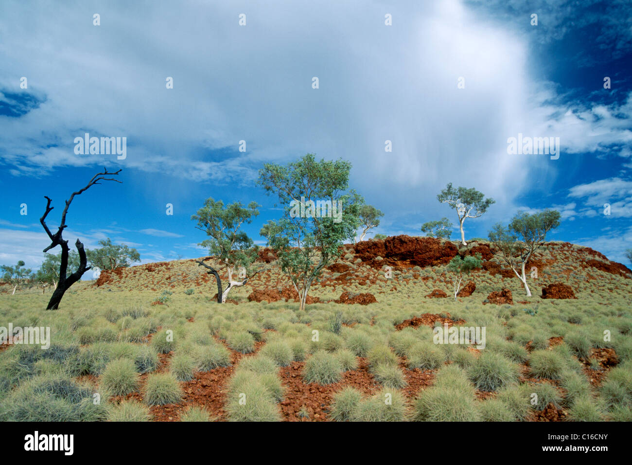 Spinifax Rasen, Karijini National Park, Western Australia, Australien Stockfoto