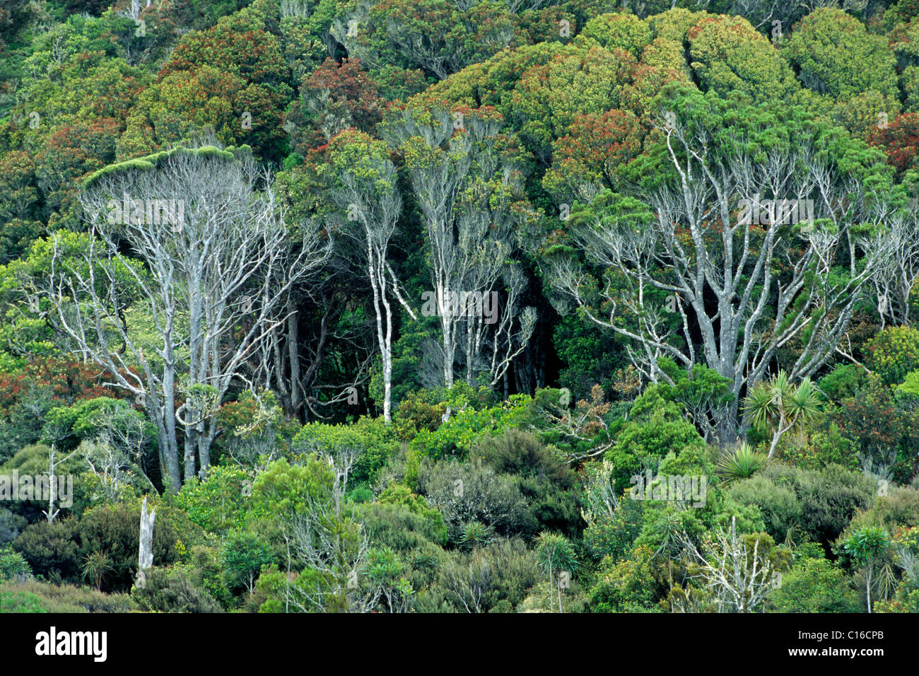 Küstenvegetation, Südinsel, Neuseeland Stockfoto