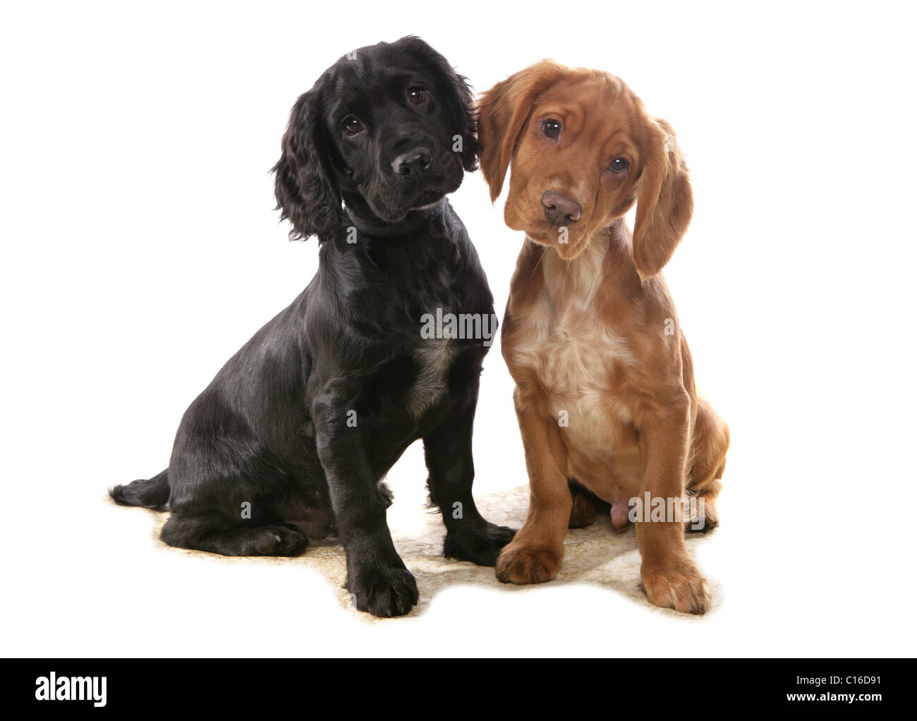 Cocker Spaniels zwei Welpen sitzen in einem Studio UK Stockfoto