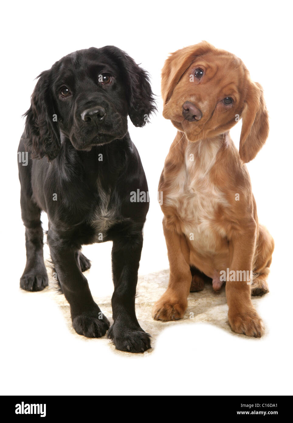 Cocker Spaniels zwei Welpen sitzen in einem Studio UK Stockfoto