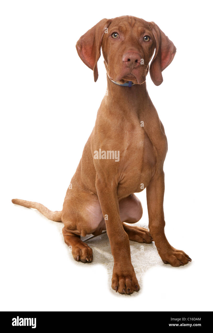 Magyar Vizsla einzelne Welpen sitzen in einem Studio UK Stockfoto