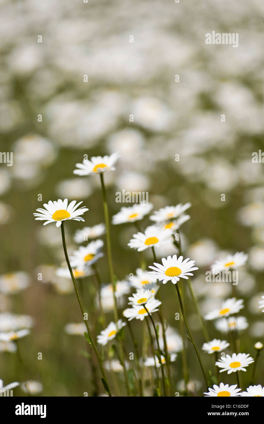 Weiße Oxeye Gänseblümchen, Margerite (Leucanthemum Vulgare) Stockfoto