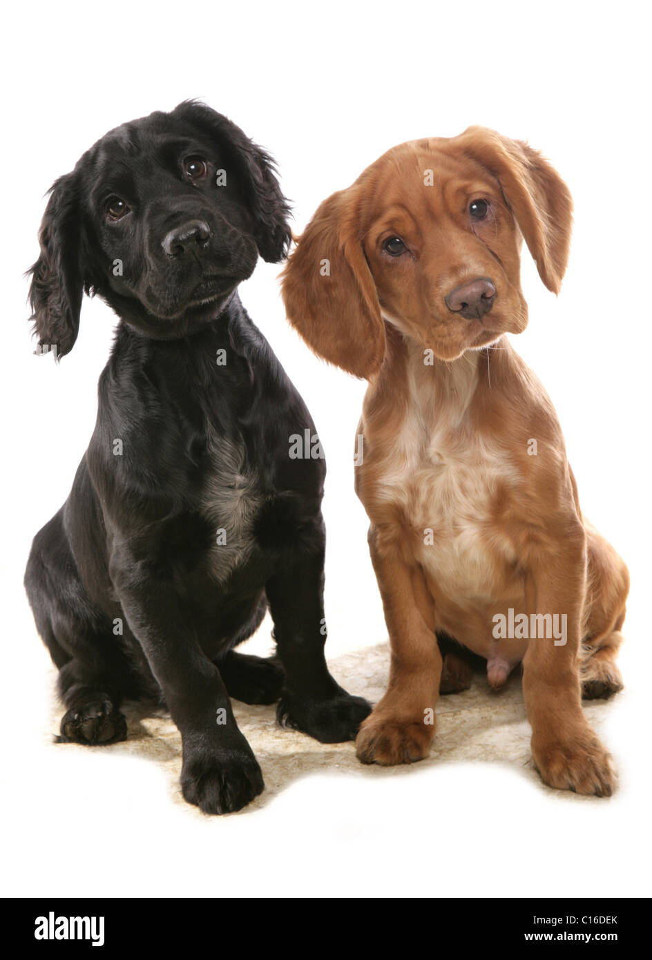 Cocker Spaniels zwei Welpen sitzen in einem Studio UK Stockfoto