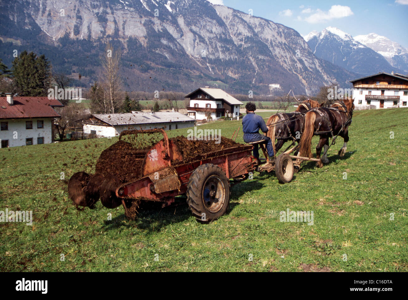 Feldarbeit mit Pferden, Verbreitung das Dung Kirchmair Hubert, Schwaz, Tirol, Österreich, Europa Stockfoto