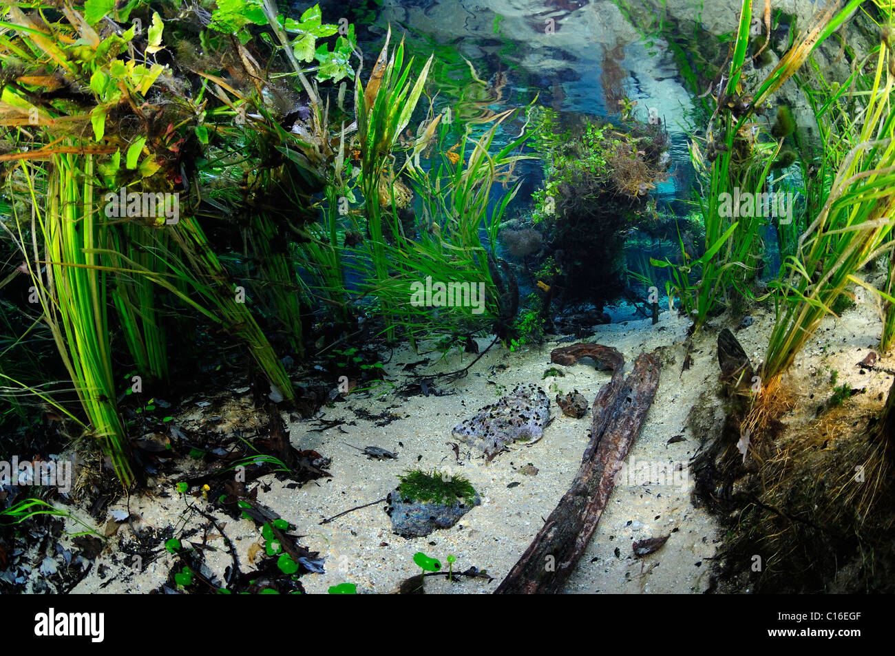 Ichetucknee River, Ichetucknee State Park, Florida, Vereinigte Staaten Stockfoto