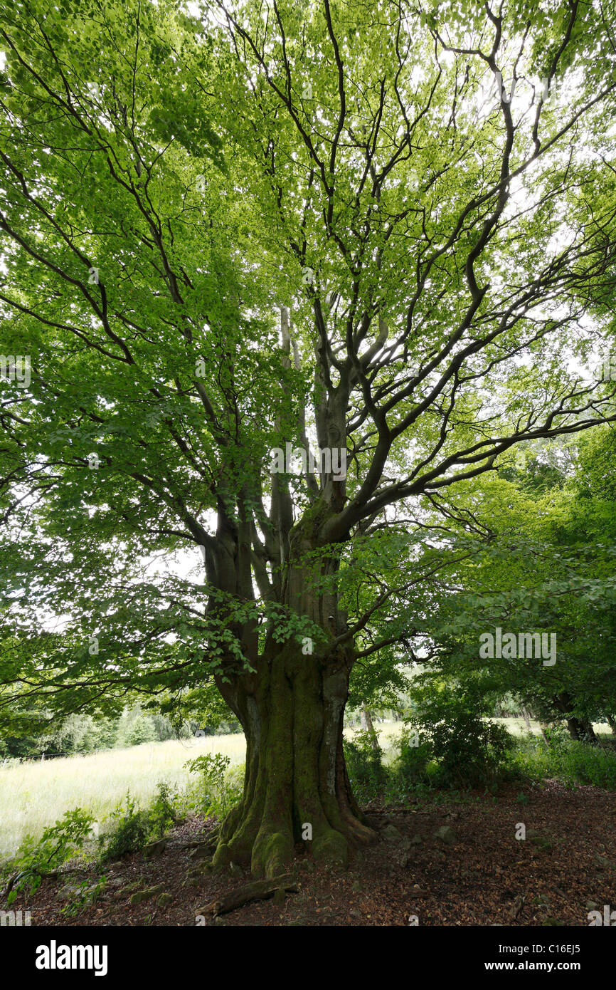 Alte europäische oder Rotbuche (Fagus Sylvatica), in der Nähe von Oberbach, Schwarze Berge, Rhön, untere Franken, Bayern, Deutschland, Europa Stockfoto