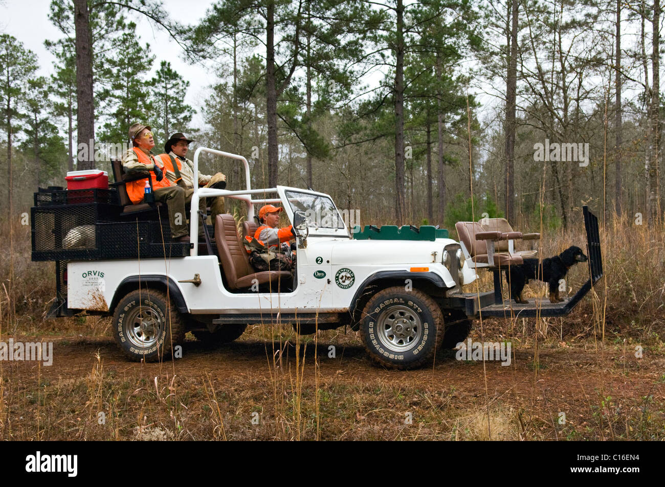 Jagd auf Rig mit Jäger, Guide und English Cocker Spaniel während Wachtel Wachtel Jagd in Piney Woods von Georgien Stockfoto