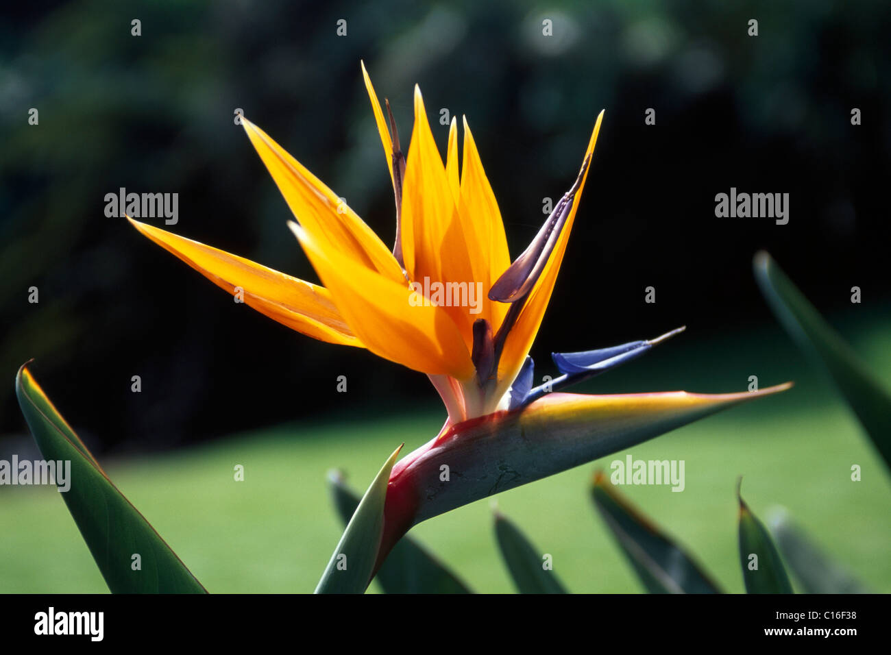 Kran-Blume (Strelitzia Reginae), Kanarische Inseln, Spanien, Europa Stockfoto