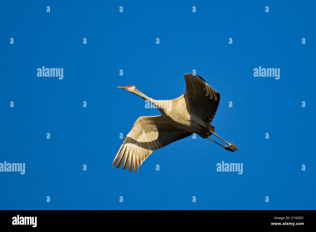 Abendlicht am Sandhill Kran im Flug in Jackson County, Indiana Stockfoto