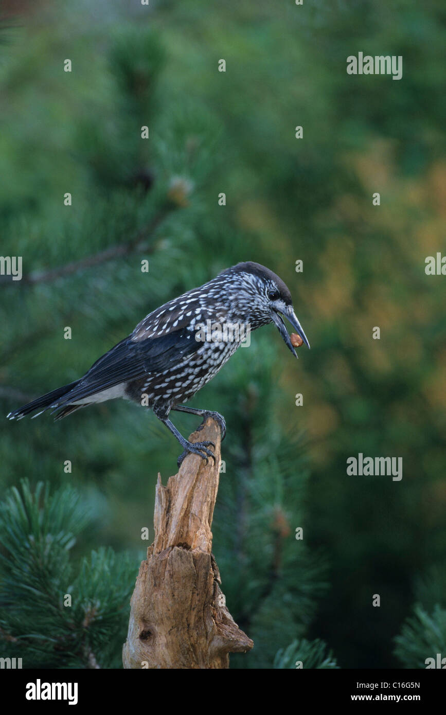 Gefleckte Tannenhäher (Nucifraga Caryocatactes) Stockfoto