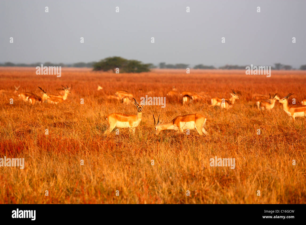 Schwarzen Böcke in den Nationalpark von Gujarat, Indien Stockfoto