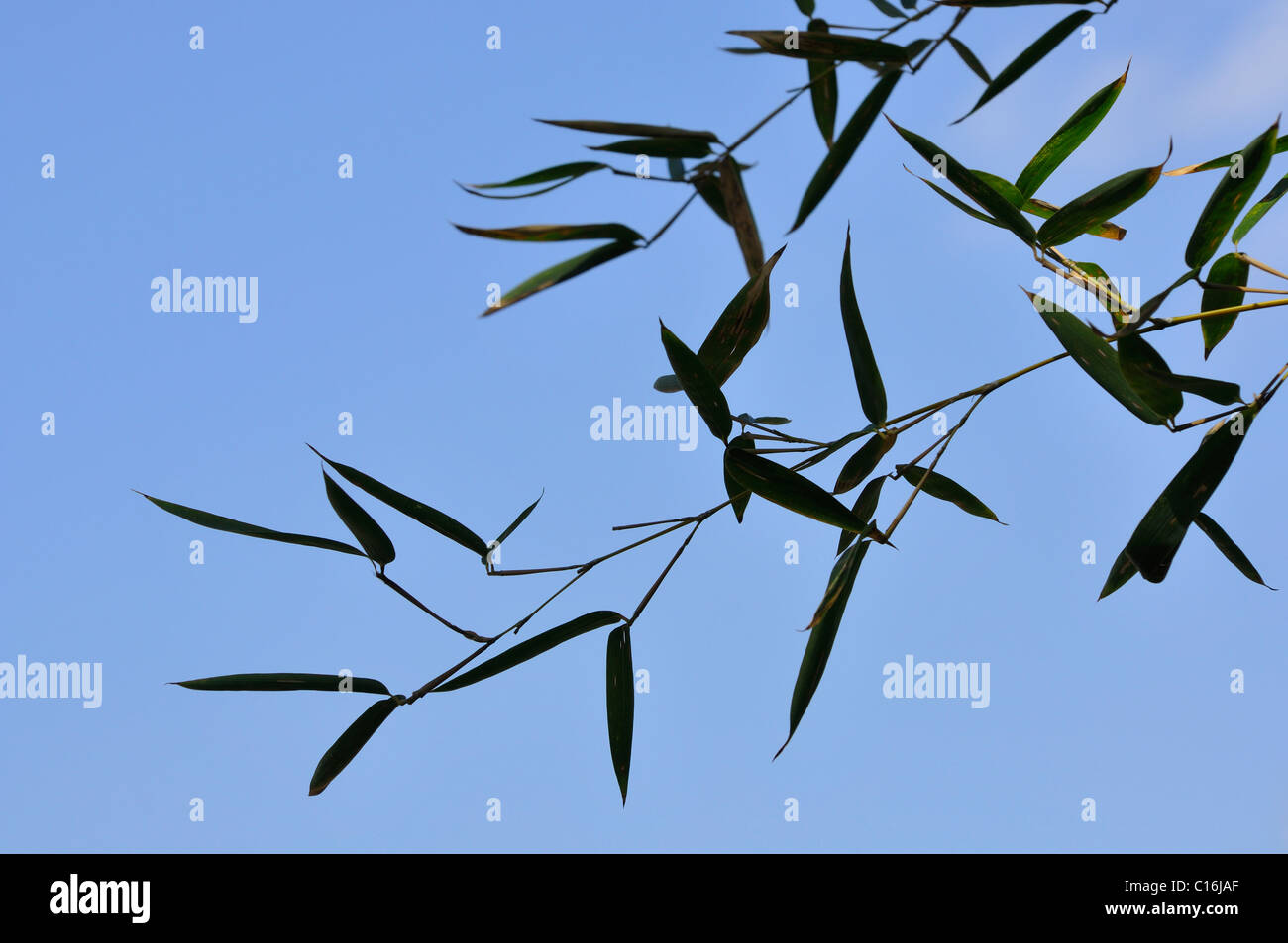 Bambus Stockfoto