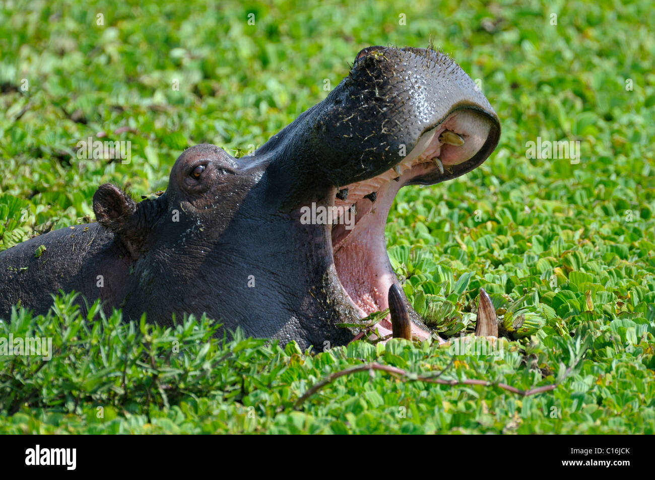 Flusspferd (Hippopotamus Amphibius), Naturschutzgebiet Masai Mara, Kenia, Ostafrika Stockfoto