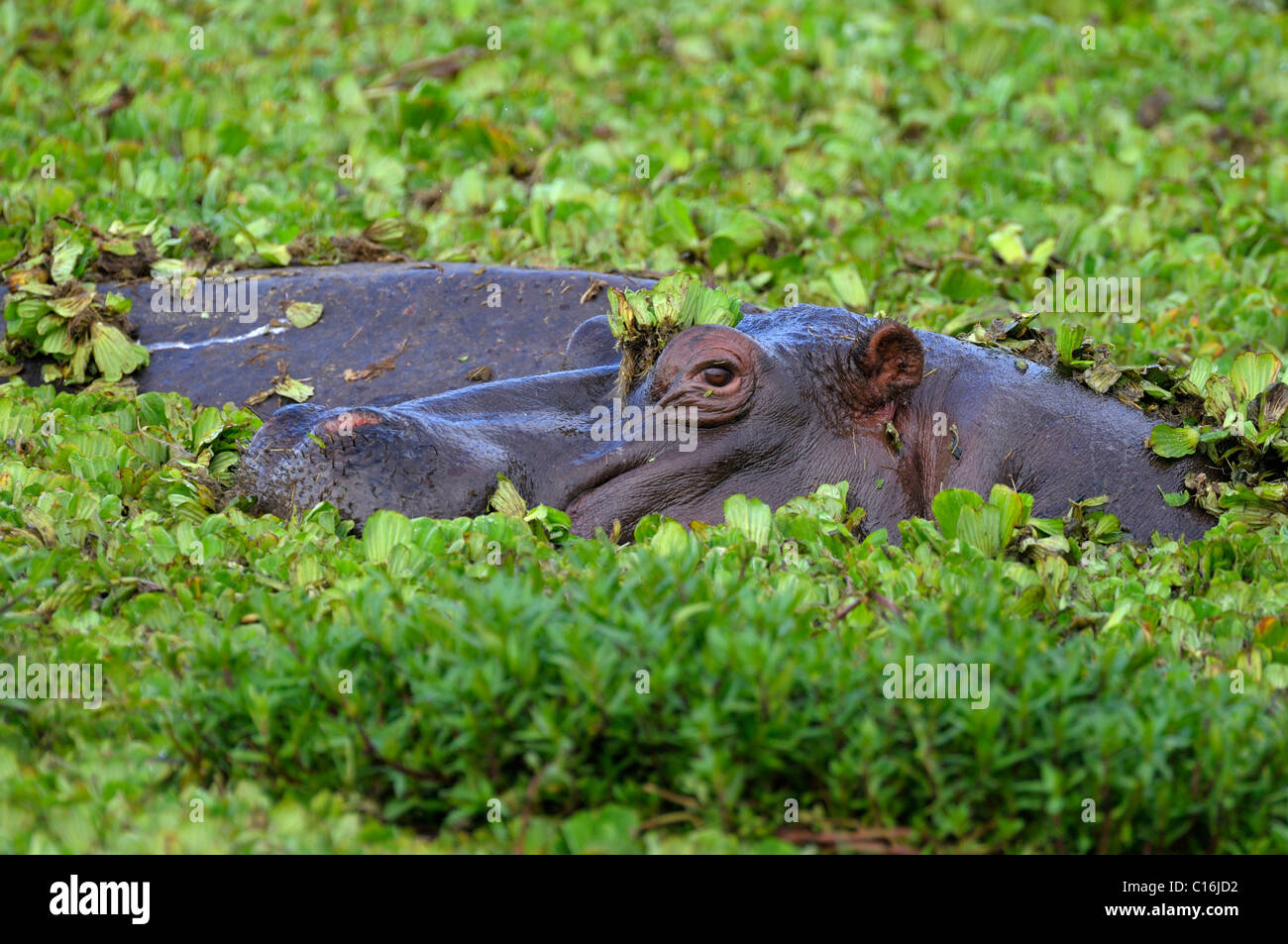 Flusspferd (Hippopotamus Amphibius), Masia Mara, Nationalpark, Kenia, Ostafrika Stockfoto