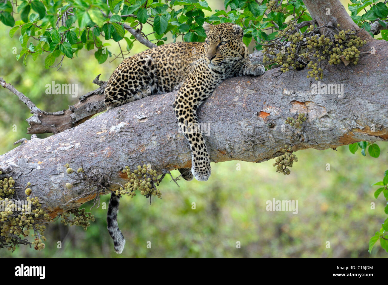 Leoparden (Panthera Pardus) ruht auf dem Zweig von einem Feigenbaum, Masai Mara Nature Reserve, Kenia, Ostafrika Stockfoto