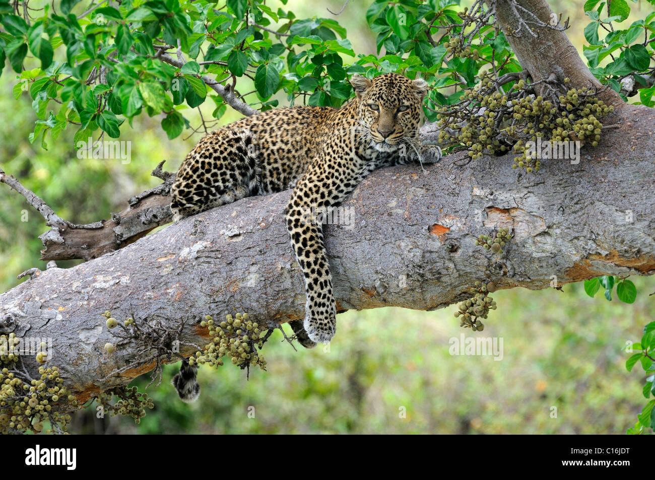 Leoparden (Panthera Pardus) ruht auf dem Zweig von einem Feigenbaum, Masai Mara Nature Reserve, Kenia, Ostafrika Stockfoto